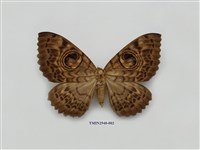 藏品(夜蛾280)的圖片